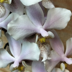 Анна Кожинская, 19.12, Алексино