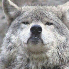 Адам Воронков, Москва