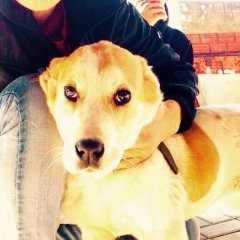 Sulik Savaz, 26.10, Алматы