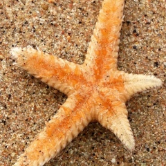 Ирина Каравашкина, 12.04, Санкт-Петербург