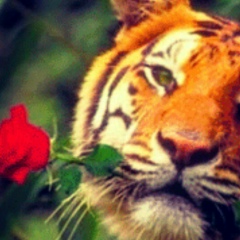 Тигран Чагава, 17.11.1989, Bat Yam