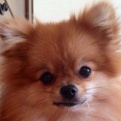 Артур Низамов, Санкт-Петербург