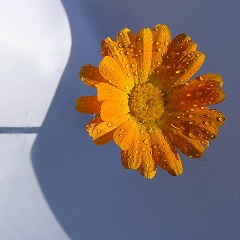 Виктория Виктория, Санкт-Петербург