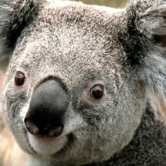 Алекс Эсмонт, 09.05, Москва