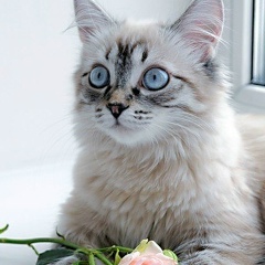 Милана Каженова, 24.01, Атырау