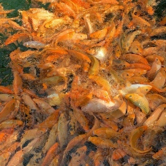 Сергей Кутищев, 29.08, Москва