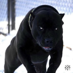 Игорь Дюков, Москва