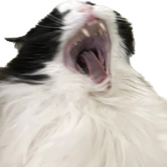 Ян Левицкий, 04.01