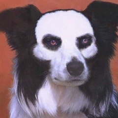 Monty Willigut, 31.05.1995, Якутск