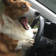 Дмитрий Золототрубов, 16.07.1901, Санкт-Петербург