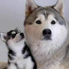 Алина Бойко, 06.09, Кривой Рог