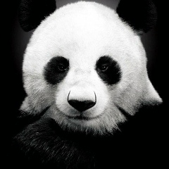 Александр Черныш, 27.12.1988