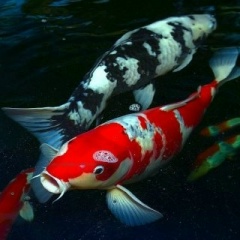 Роман Акимов