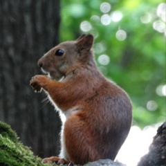Елена Космодемьянская, 16.11, Москва