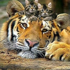 Халиль Каримов, 31.10, Челябинск