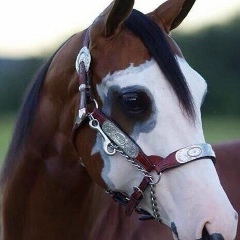 Сырым Ауелбай