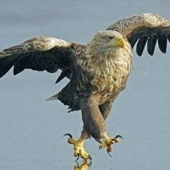 Шамиль Магомедрасулов, 20.08.1990