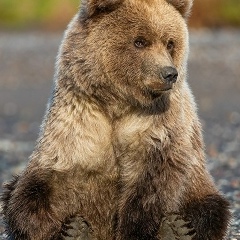 Владимир Кович