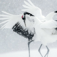 Дан Никонов, 25.05, Санкт-Петербург