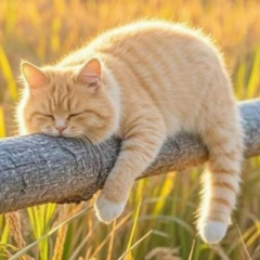 Виктория Тенкач, Санкт-Петербург