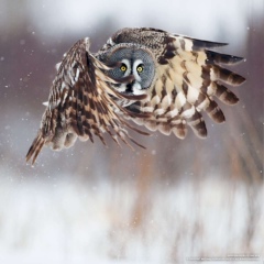 Владимир Летунов, 03.03.1986, Киев