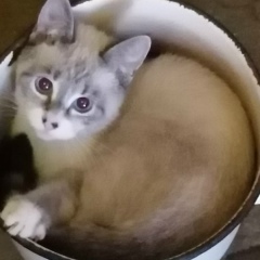 Саша Борисенок, 17.10.1979, Москва