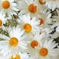 Людмила Михеева, 10.02.1969, Петрозаводск