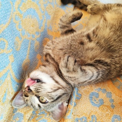 Ольга Котова, 26.11, Санкт-Петербург