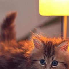 Виктория Голубева, 15.02, New York City