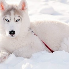 Селим Саламов, 10.09.1990, Грозный