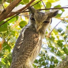 Надежда Сомкина, Санкт-Петербург