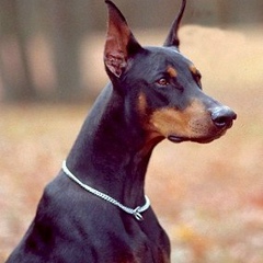 Михаил Гречка, 26.01.1983, Томск