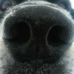 Николай Шмаков, 08.11.1987, Новомосковск