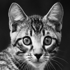 Андрей Кузнецов, Москва