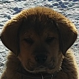 Булат Дармаев