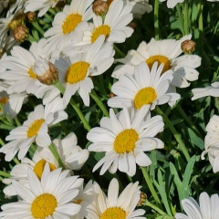 Анастасия Настя, 18.03