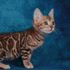 Николай Черенёв, 09.09.1981, Санкт-Петербург