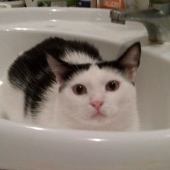 Алексей Присяч, 08.12.1984, Днепр (Днепропетровск)