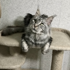 Сергей Демшевский, 12.05.1984, Симферополь