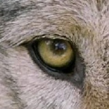 Mutellib Sadikov, 21.10, Москва