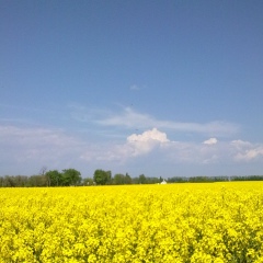 Олексій Потапенко, 17.08.1984, Киев