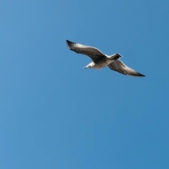 Александра Мельникова, 29.03, Красноярск