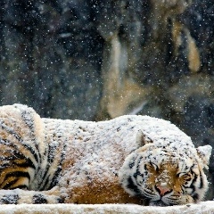 Марат Большедонов, 22.08.1987, Москва