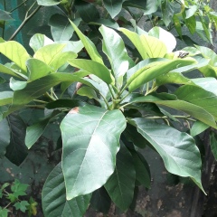 Free Fire, 01.01.1990, Rio de Janeiro