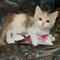 Алексей Леушин, 02.03.1996, Санкт-Петербург