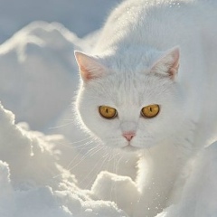 Белый Братиша, 08.01.1919, Нягань