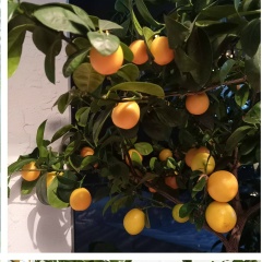 Дарья Болтовская, Новосибирск