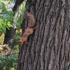 Галина Антонова, 10.10