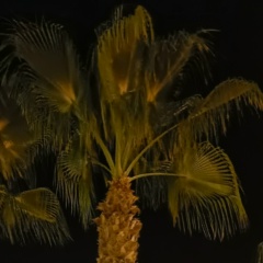 Дмитрий Викторович, Санкт-Петербург