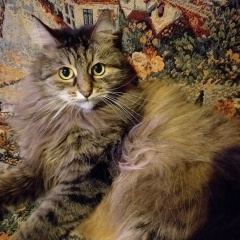 Тома Туркова